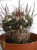 echinofossolocactus.jpg