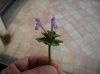 IMGP4778.jpg