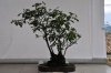 rosa canina.jpg