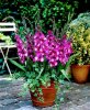 gladioli.jpg gladioli.jpg