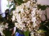 100_0949_bis.jpg