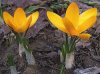 250px-Crocus_aureus_a1.jpg