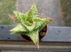 aloe jucunda.jpg