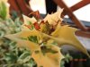 malattia piante 002.jpg