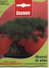 bonsai-pino.jpg bonsai-pino.jpg
