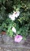 IMG_20140906_085350.jpg