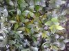 Rincospermum 1.jpg