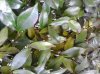 Rincospermum 2.jpg