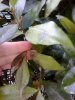 Rincospermum 3.jpg