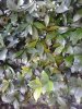 Rincospermum 1.jpg