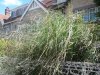 forse Erianthus ravennae di qualche varietá tortuosa.jpg