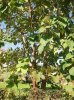 albero2.jpg albero2.jpg