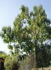 albero3.jpg albero3.jpg