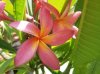 plumeria4.jpg