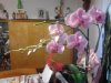 orchid1.jpg orchid1.jpg