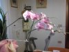 orchid2.jpg orchid2.jpg