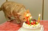 compleanno-gatto_595.jpg