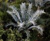 Encephalartos horridus.jpg