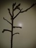 Albero I.jpg