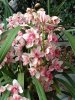 CYMBIDIUM 002.jpg