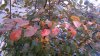 DSC_0232.jpg