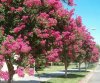 lagerstroemia.jpg