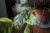 Maranta_02.jpg