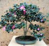 camellia-japonica-bonsai.jpg