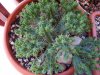Euphorbia (10).jpg