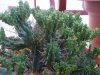 Euphorbia (3).jpg