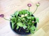 bellis p.jpg