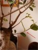 bonsai2.jpg