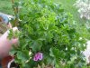 DSC00346.jpg