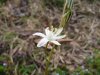 Ornithogalum sp. RSA1.jpg