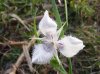 Calochortus tolmiei1.jpg