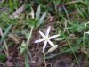 Ornithogalum sp.Sudafrica pbs.jpg