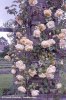 lady-hillingdon-kew-garden-london.jpg