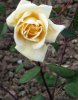 lady-hillingdon-a.jpg