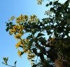 FIORI 02 11 2014 022.jpg