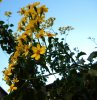 FIORI 02 11 2014 021.jpg