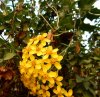 FIORI 02 11 2014 024.jpg
