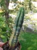 trichocereus pachanoi.jpg