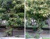 albero unico 800.jpg