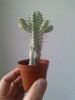 cactus bianco.jpg