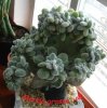 Echeveria setosa Rose & Purpus.jpg