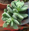 echeveria setosa.jpg