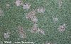 Dollar spot.jpg