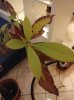 IMG_20150110_171542.jpg