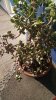 crassula2.jpg