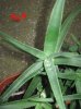 aloe ciliaris2.jpg